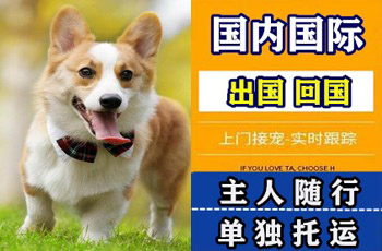 酒泉宠物托运公司酒泉宠物托运公司酒泉宠物托运公司