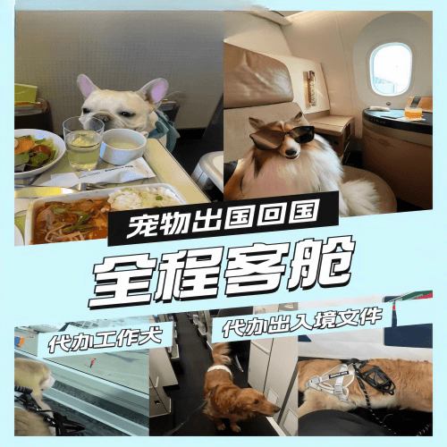 酒泉宠物托运到白俄罗斯宠物入境规定和要求