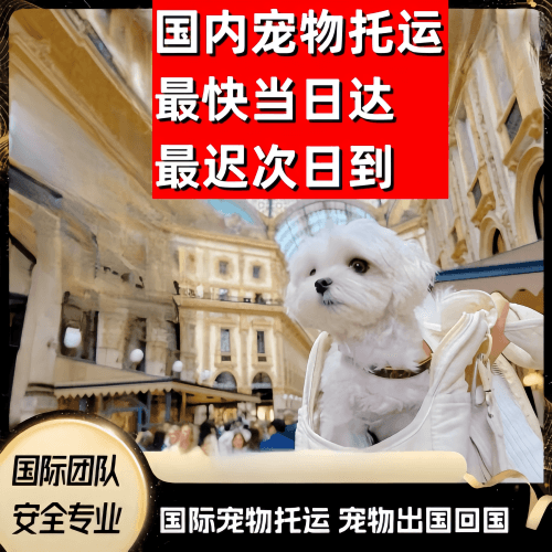 酒泉到澳大利亚（澳洲）宠物入境规定和要求